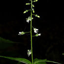 Image of <i>Circaea lutetiana</i> ssp. <i>canadensis</i>