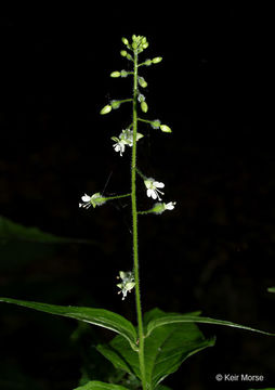 <i>Circaea lutetiana</i> ssp. <i>canadensis</i>的圖片