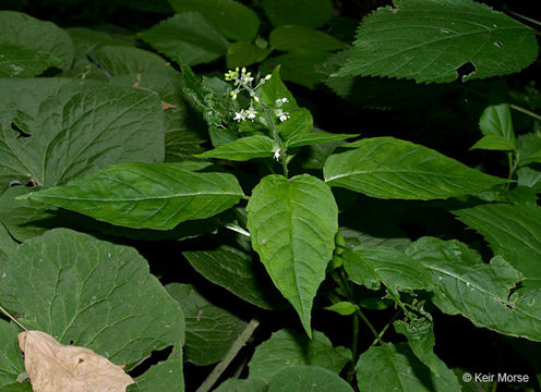 Plancia ëd <i>Circaea lutetiana</i> ssp. <i>canadensis</i>