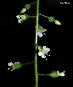 Plancia ëd <i>Circaea lutetiana</i> ssp. <i>canadensis</i>