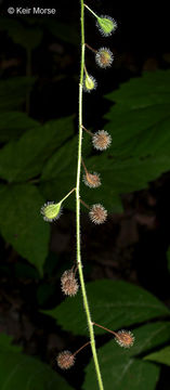 Plancia ëd <i>Circaea lutetiana</i> ssp. <i>canadensis</i>