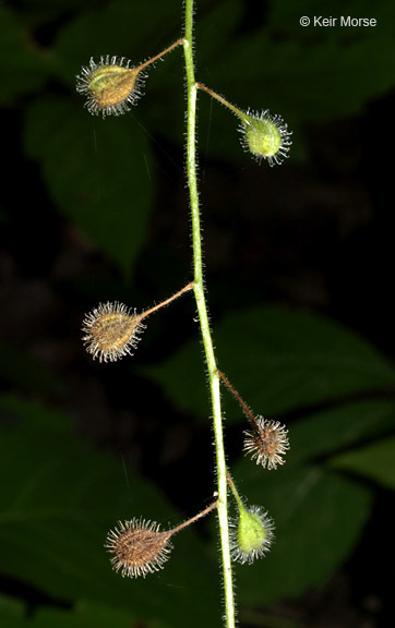 Image of <i>Circaea lutetiana</i> ssp. <i>canadensis</i>