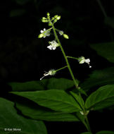 Image of <i>Circaea lutetiana</i> ssp. <i>canadensis</i>