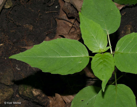 Plancia ëd <i>Circaea lutetiana</i> ssp. <i>canadensis</i>