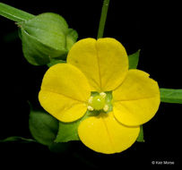 Plancia ëd Ludwigia alternifolia L.