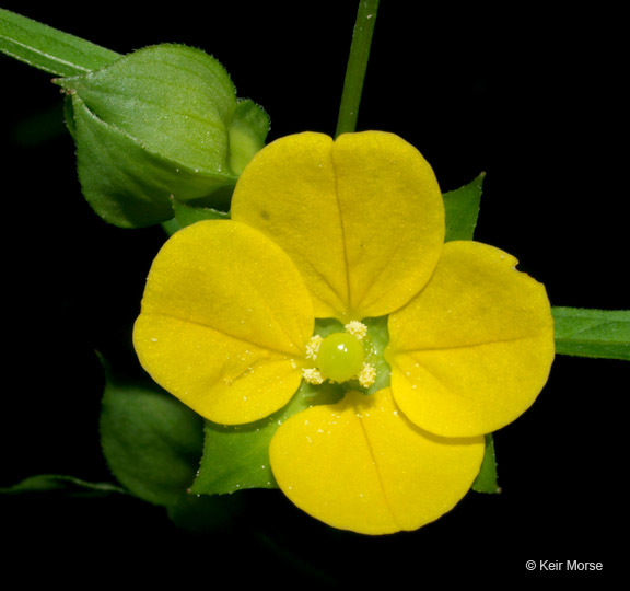 Слика од Ludwigia alternifolia L.