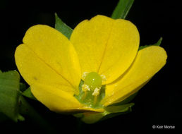 Слика од Ludwigia alternifolia L.