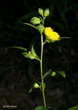 Слика од Ludwigia alternifolia L.