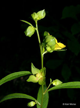 صورة Ludwigia alternifolia L.