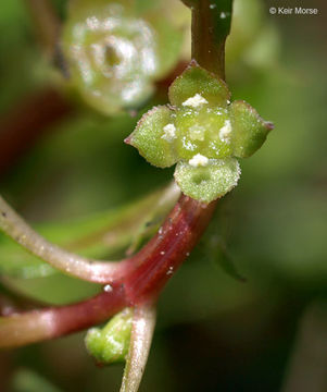 Image of marsh seedbox