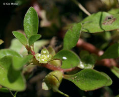 Plancia ëd Ludwigia palustris (L.) Elliott