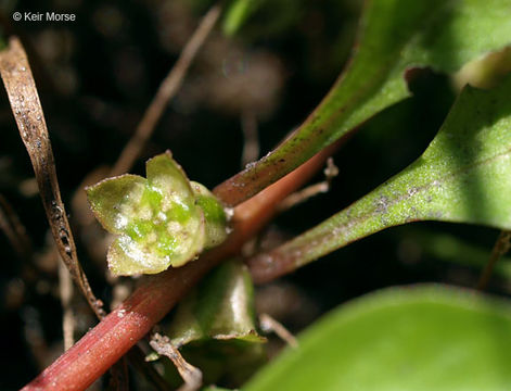 Image of marsh seedbox