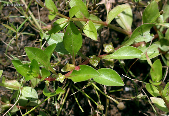 Image of marsh seedbox