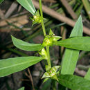 Image of manyfruit primrose-willow