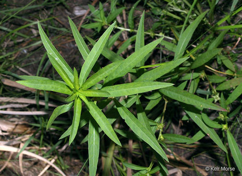 Image of manyfruit primrose-willow