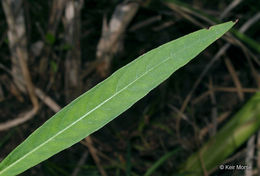 Image of manyfruit primrose-willow