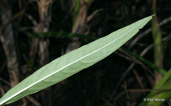 Image of manyfruit primrose-willow