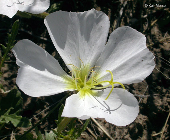 Image of whitest evening primrose