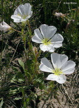 Imagem de Oenothera albicaulis Fras.