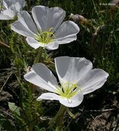 Image of whitest evening primrose