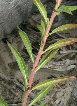 Imagem de Oenothera pycnocarpa Atkinson & Bartlett