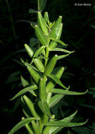 Imagem de Oenothera pycnocarpa Atkinson & Bartlett