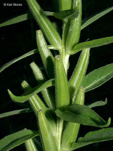 Imagem de Oenothera pycnocarpa Atkinson & Bartlett