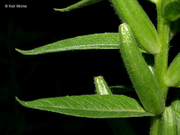 Imagem de Oenothera pycnocarpa Atkinson & Bartlett