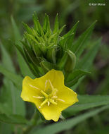 Imagem de Oenothera pycnocarpa Atkinson & Bartlett