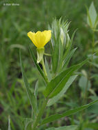 Imagem de Oenothera pycnocarpa Atkinson & Bartlett