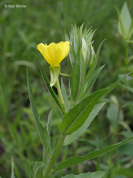 Imagem de Oenothera pycnocarpa Atkinson & Bartlett