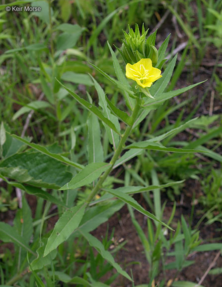 Imagem de Oenothera pycnocarpa Atkinson & Bartlett