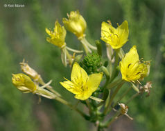 Imagem de Oenothera clelandii W. Dietrich, P. H. Raven & W. L. Wagner