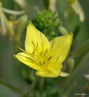 Imagem de Oenothera clelandii W. Dietrich, P. H. Raven & W. L. Wagner