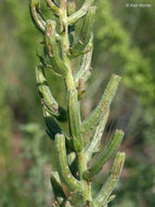 Imagem de Oenothera clelandii W. Dietrich, P. H. Raven & W. L. Wagner