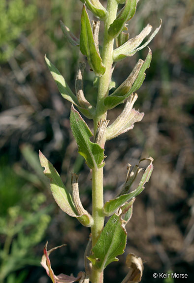 Imagem de Oenothera clelandii W. Dietrich, P. H. Raven & W. L. Wagner