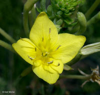 Imagem de Oenothera clelandii W. Dietrich, P. H. Raven & W. L. Wagner