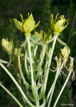 Imagem de Oenothera clelandii W. Dietrich, P. H. Raven & W. L. Wagner