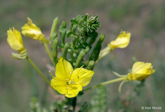 Imagem de Oenothera clelandii W. Dietrich, P. H. Raven & W. L. Wagner