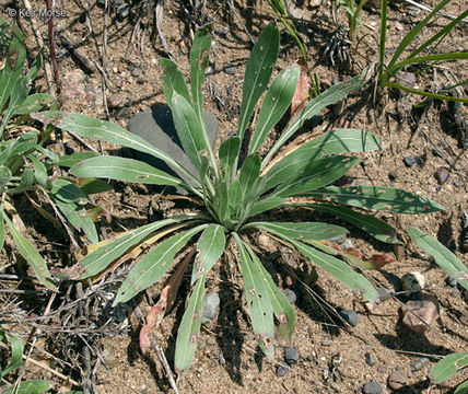 Imagem de Oenothera clelandii W. Dietrich, P. H. Raven & W. L. Wagner