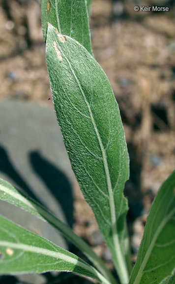 Imagem de Oenothera clelandii W. Dietrich, P. H. Raven & W. L. Wagner