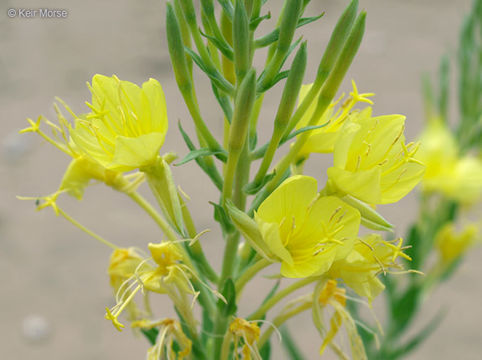 Image de Oenothera rhombipetala Nutt. ex Torr. & Gray