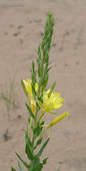 Imagem de Oenothera rhombipetala Nutt. ex Torr. & Gray