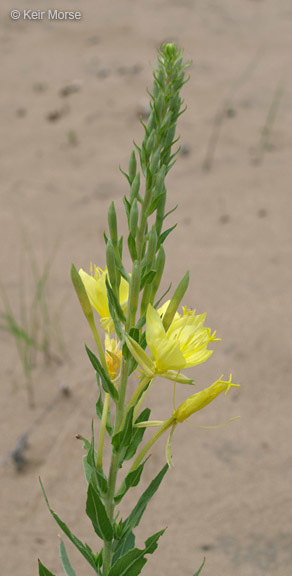 Imagem de Oenothera rhombipetala Nutt. ex Torr. & Gray