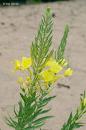 Imagem de Oenothera rhombipetala Nutt. ex Torr. & Gray