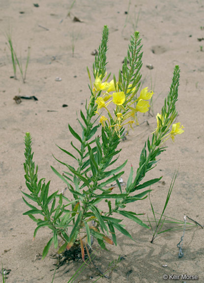 Imagem de Oenothera rhombipetala Nutt. ex Torr. & Gray