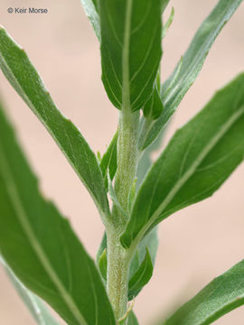 Imagem de Oenothera rhombipetala Nutt. ex Torr. & Gray