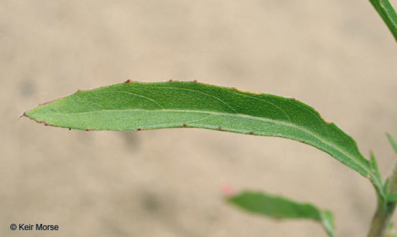 Imagem de Oenothera rhombipetala Nutt. ex Torr. & Gray