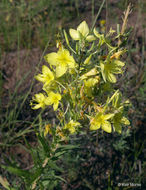 Imagem de Oenothera rhombipetala Nutt. ex Torr. & Gray