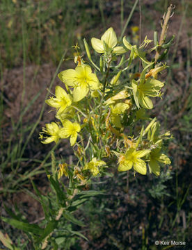 Imagem de Oenothera rhombipetala Nutt. ex Torr. & Gray